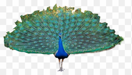 Peacock Png Images Free Download - Peacock Tail Png,Peacock Png