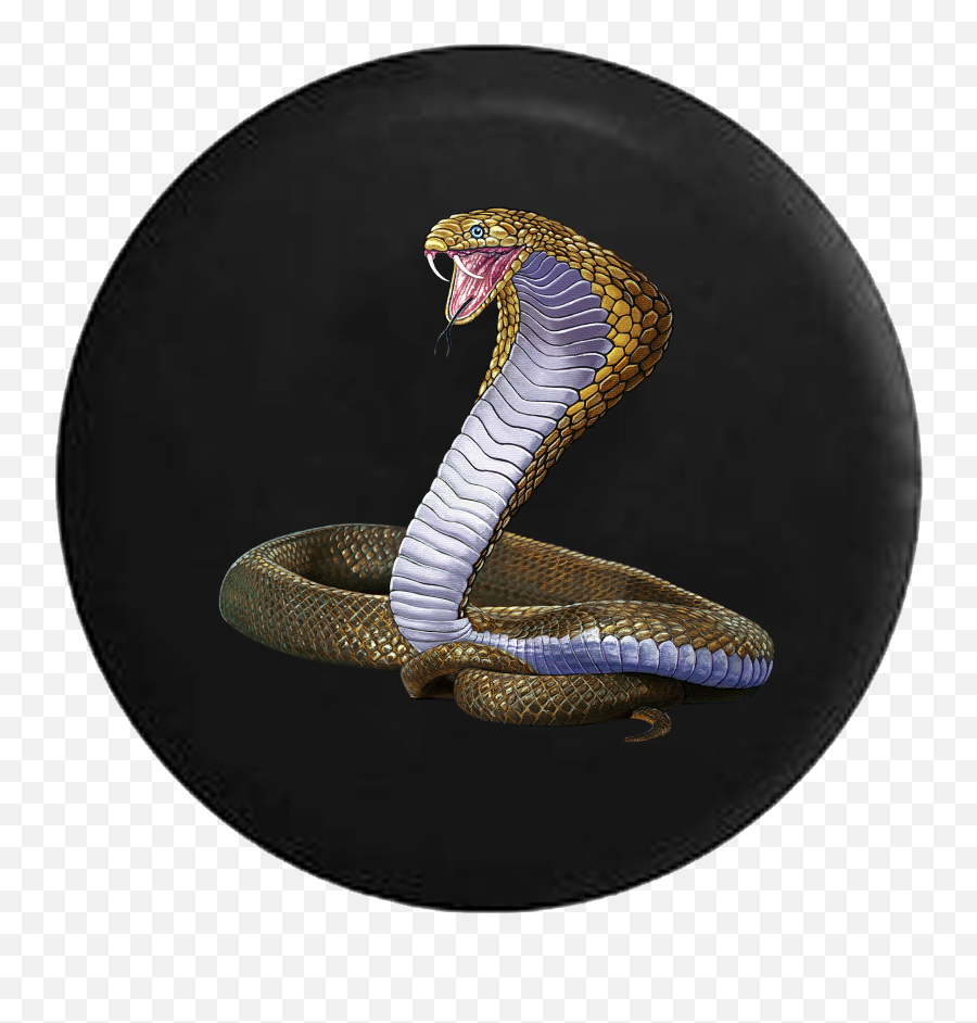 Cobra Snake Png - King Cobra Snake Coiled Ready For Attack Snakes Ready To Attack,King Cobra Png