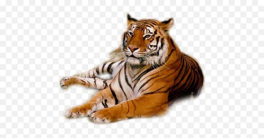 Tiger Png - Transparent Background Tigers Png,Tiger Transparent