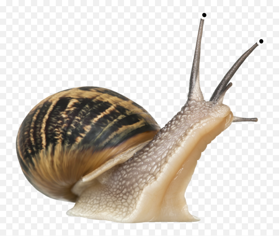 Png Snails - Snail Transparent Png,Snail Transparent