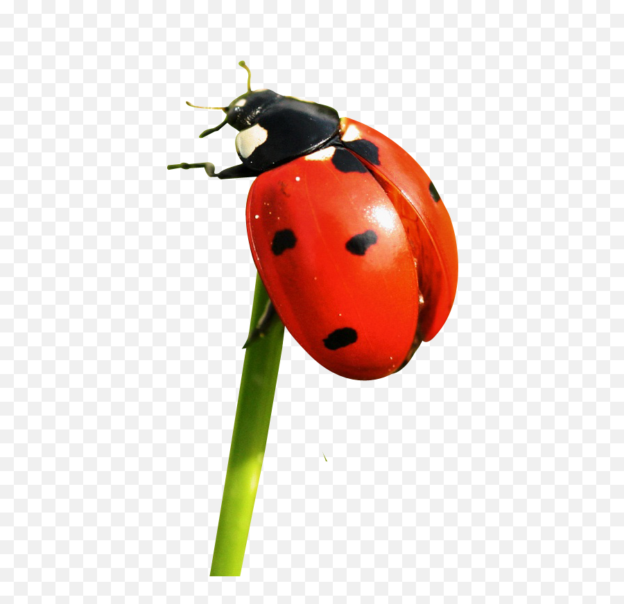 Free Png Ladybug Images Transparent - Transparent Png Ladybug,Ladybug Png