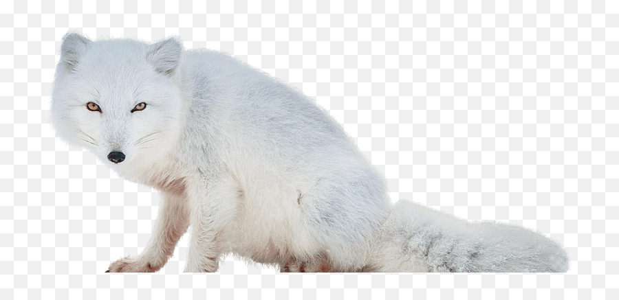 Transparent Background Arctic Fox Clipart - Arctic Fox Transparent Background Clipart Png,Fox Clipart Png