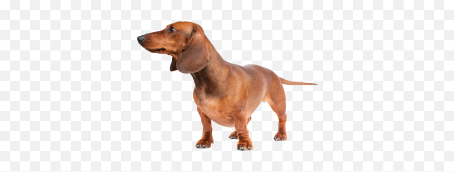 Dachshund Png - Dlpngcom,Dachshund Png