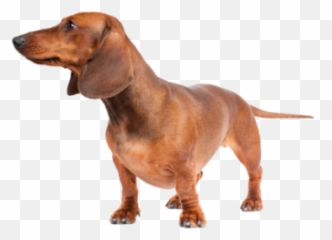 Dachshund Png - Dlpngcom,Dachshund Png