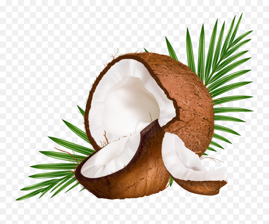 Download Water Euclidean Coconut Vector Milk Png Free Photo - Coconut Milk Vector Png,Milk Clipart Png