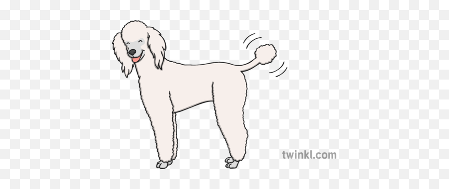 Happy Dog Poodle Illustration - Twinkl Standard Poodle Png,Poodle Png