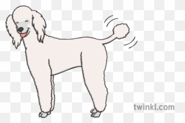 Happy Dog Poodle Illustration - Twinkl Standard Poodle Png,Poodle Png