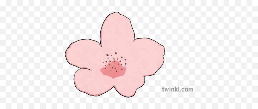 2 Cherry Blossom Flower Object Plant Hanami Sakura - Cosmos Png,Sakura Petals Png