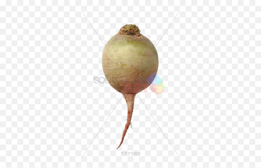 Stock Photo Of Single Radish Isolated - Vegetable Cut In Half Png,Radish Png