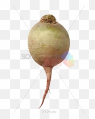 Stock Photo Of Single Radish Isolated - Vegetable Cut In Half Png,Radish Png