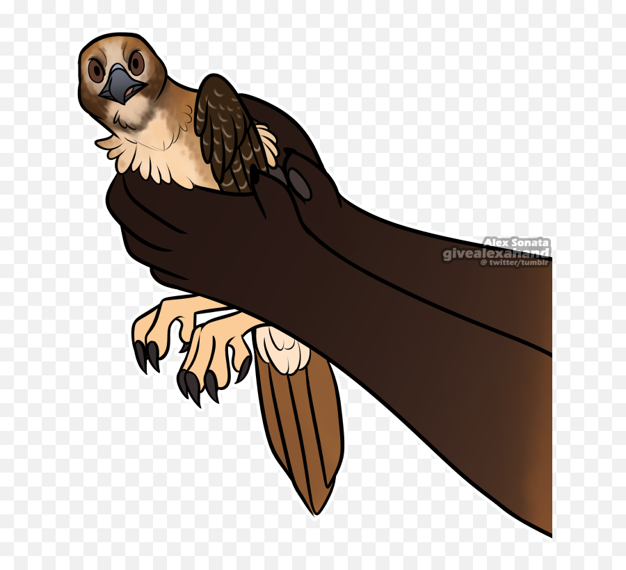 Download Meme Bird - Threetoed Sloth Hd Png Download Illustration,Sloth Transparent