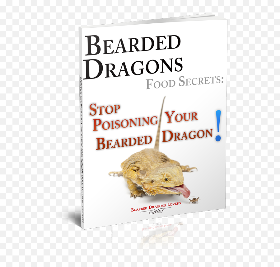 Bearded Dragons Food Secrets - Oak Ridge National Laboratory Png,Bearded Dragon Png