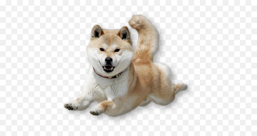 Dancing Doge Png Vector Freeuse Library - Shiba Dog Transparent,Doge Png