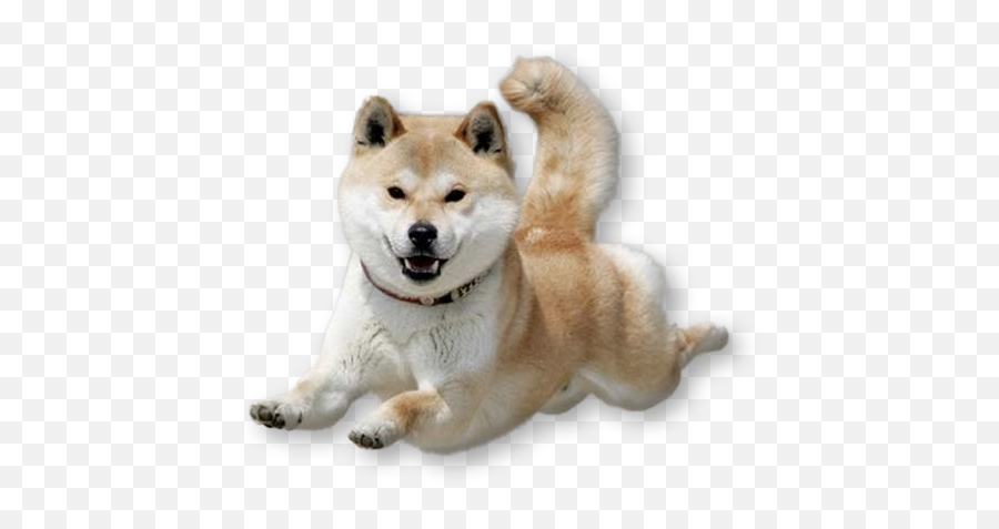 Dancing Doge Png Vector Freeuse Library Shiba Dog Transparent Free Transparent Png Images Pngaaa Com - doge transparrent roblox