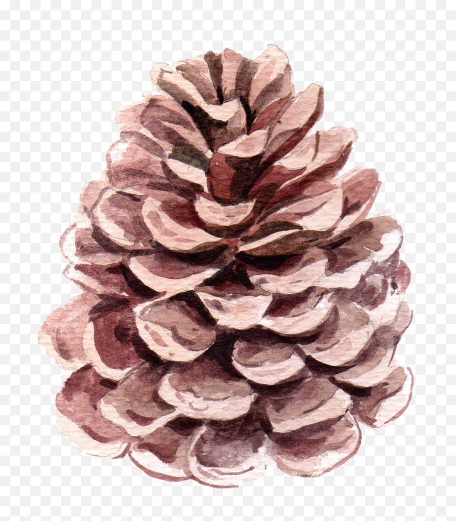 Pine Flower Watercolor - Pond Pine Png,Pine Png