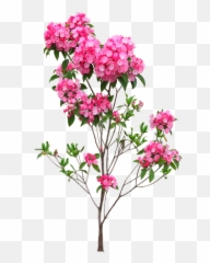 Flowers Png Images Clipart Transparent - FREE Indoor Flower Plant Png