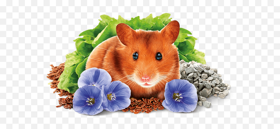 Download Hamster - Brit Hamster Food Png,Hamster Png