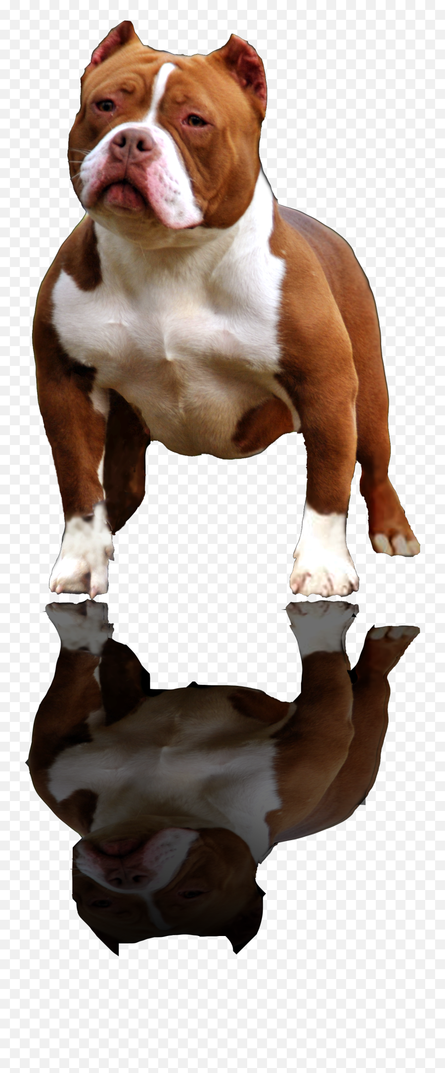 American Stafordshire Terrier Png Bully