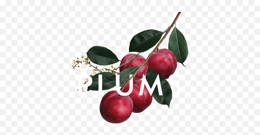 Download Plums - Malpighia Png,Plum Png