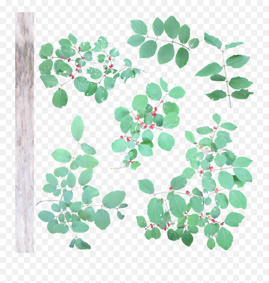 Lonicera Xylosteum - Twig Png,Honeysuckle Png