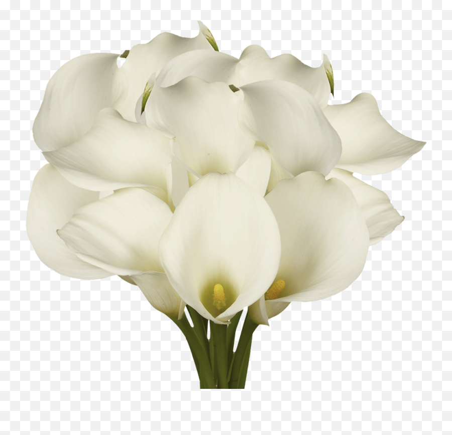 Best White Open Cut Calla Lilies - Cut Flowers Png,Calla Lily Png