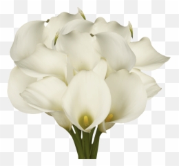 Best White Open Cut Calla Lilies - Cut Flowers Png,Calla Lily Png