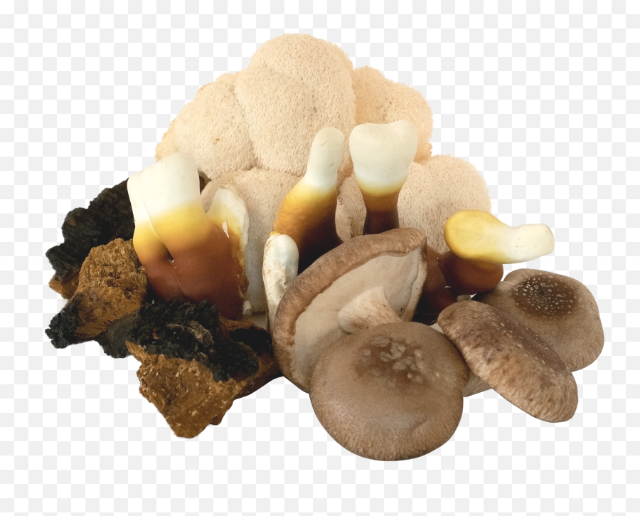 Everything Mushrooms Png Mushroom Transparent