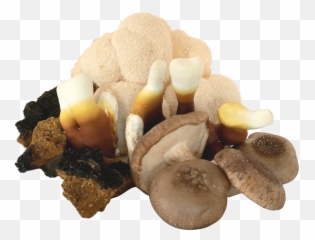 Everything Mushrooms Png Mushroom Transparent