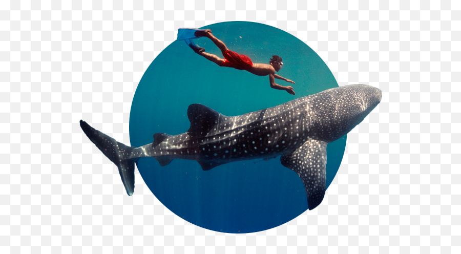 Whale Sharks - Whale Watching In Cebu Png,Whale Shark Png
