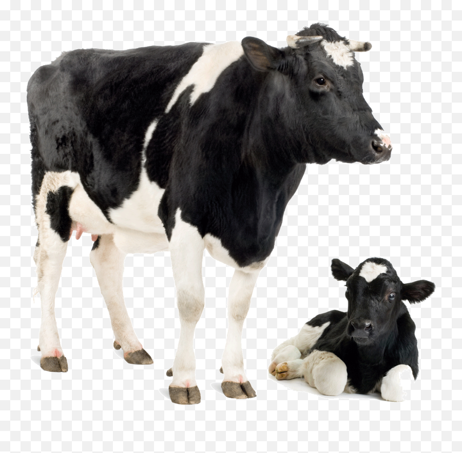 Download Friesian Cow Park Dairy Calf Cattle Holstein - Cow And Calf Png,Cattle Png