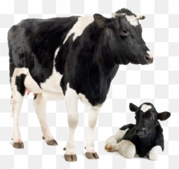 Download Friesian Cow Park Dairy Calf Cattle Holstein - Cow And Calf Png,Cattle Png