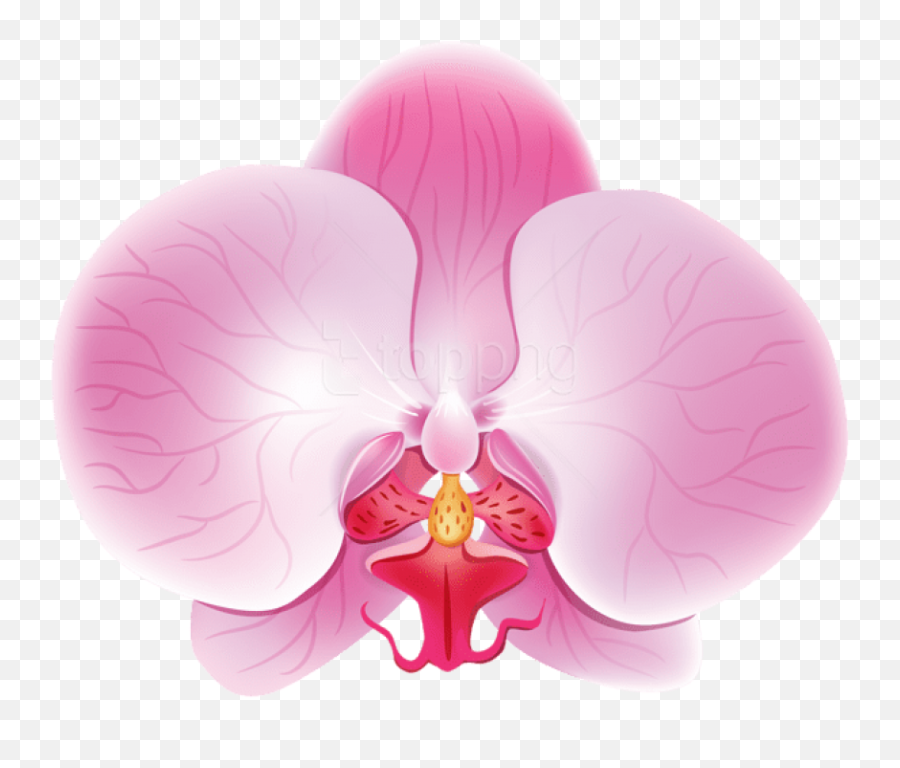Download Free Png Orchid Pink Images Background - Clip Art,Orchids Png