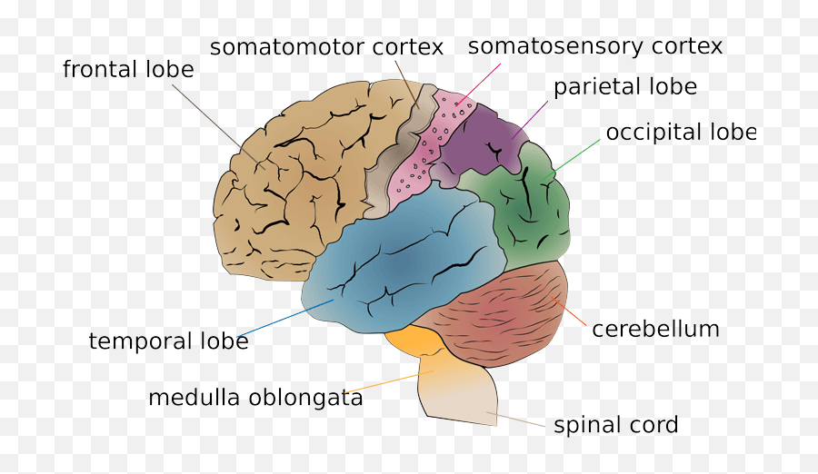 Human Brain 14 - Parts Of The Human Brain Png,Human Brain Png
