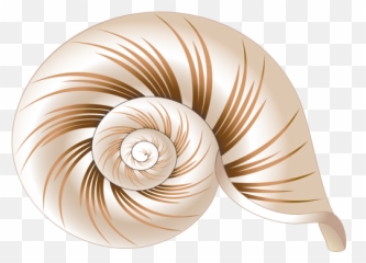 Download Free Icons Png - Sea Shell Coloring Book PNG Image Vector