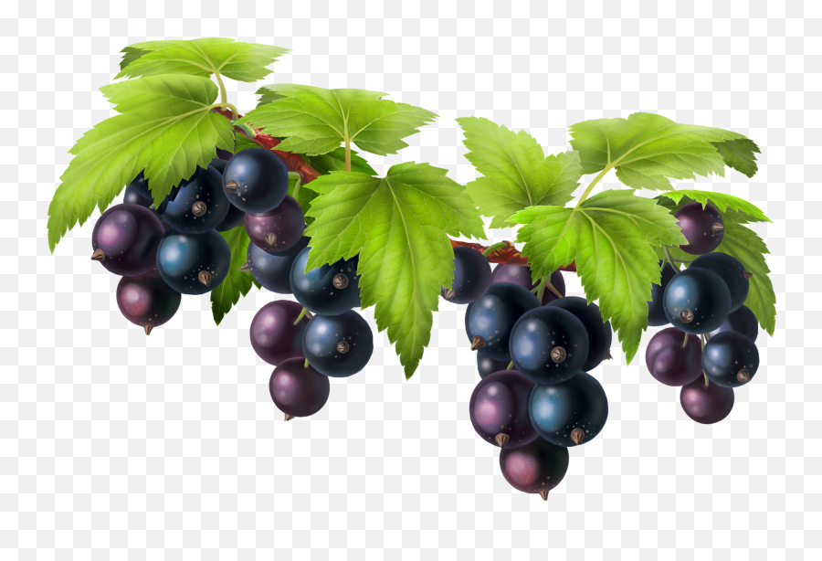 Download Free Vector Black Grapes Bunch Png Hq Icon Amazon Tree