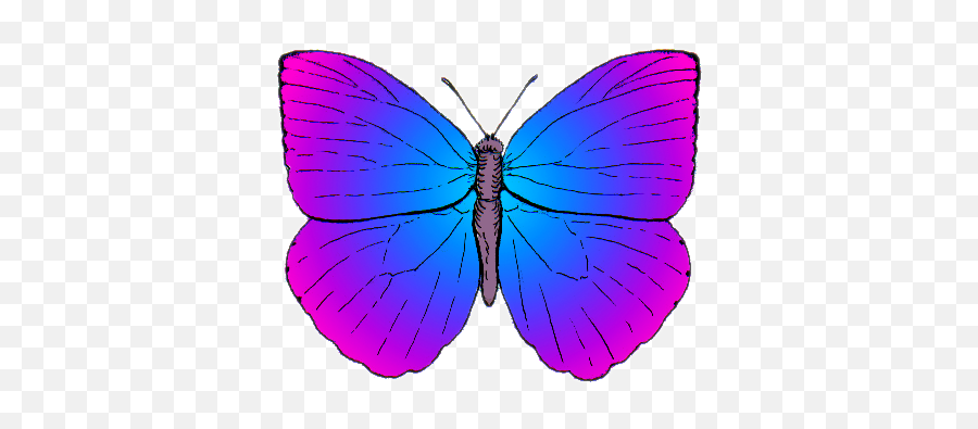 Filebutterfly Top Psf Artistic Licensepng - Wikimedia Commons Butterfly Blue And Pink,Butterflies Transparent Background