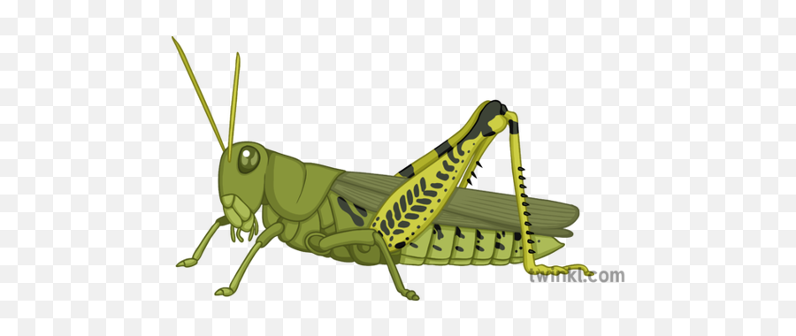 Grasshopper Illustration - Locust Png,Grasshopper Png
