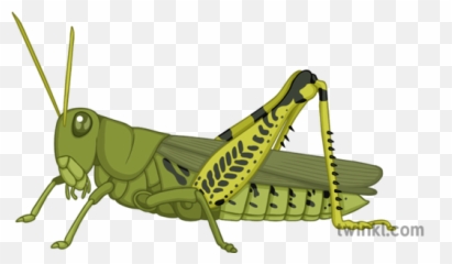Grasshopper Illustration - Locust Png,Grasshopper Png