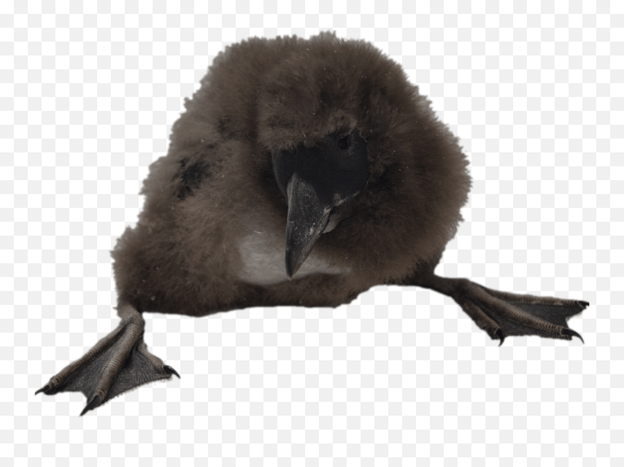 Puffin Chick Transparent Png - Puffins,Chick Png