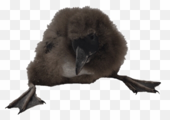 Puffin Chick Transparent Png - Puffins,Chick Png