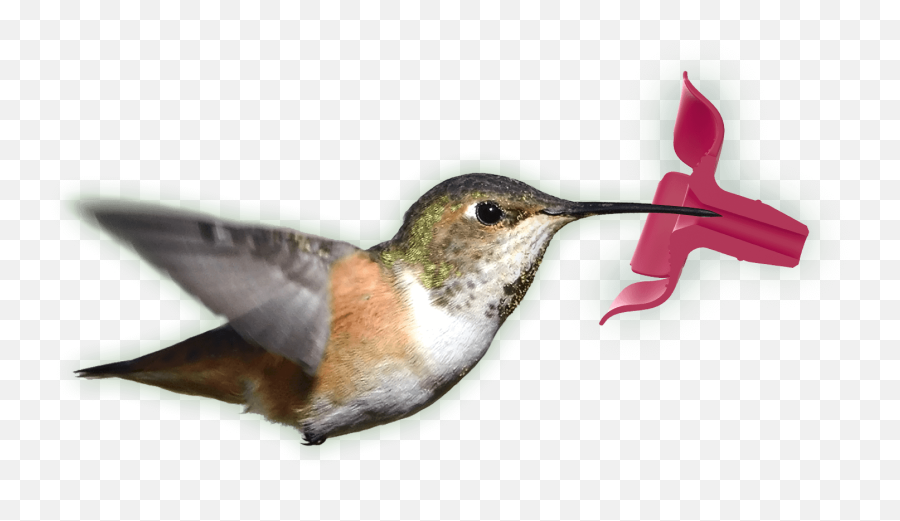 Perky - Pet Topfill Hummingbird Feeders Hummingbird Png,Hummingbird Transparent