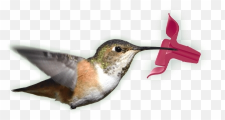Perky - Pet Topfill Hummingbird Feeders Hummingbird Png,Hummingbird Transparent