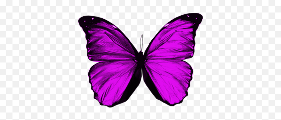 Purple Butterfly Wings Png - Purple Butterfly Wings Png,Purple Butterfly Png