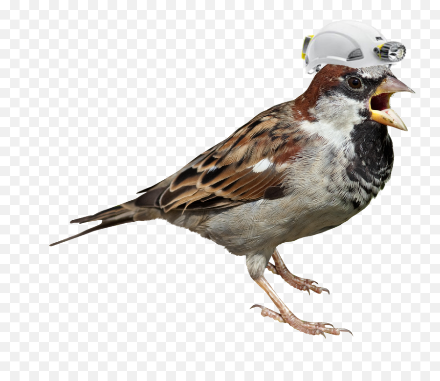 Free Sparrow Png Transparent Images - House Sparrow White Background,Sparrow Png