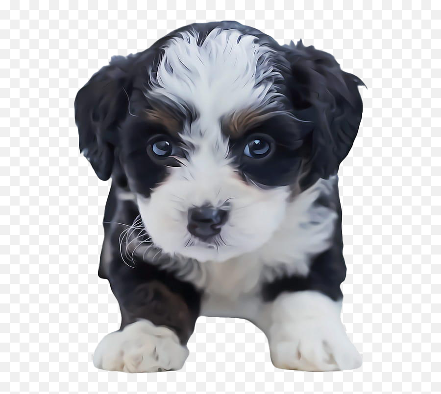 Shih Tzu Puppy Png Clipart - Adorable A Picture Of A Puppy,Puppy Clipart Png