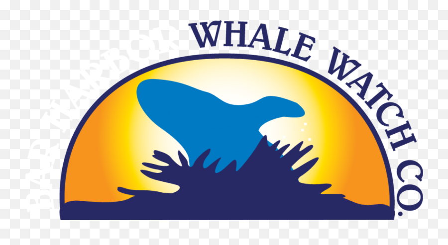 Home - Bar Harbor Whale Watching Illustration Png,Whale Transparent Background