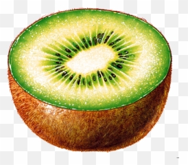 Png Kiwi Transparent