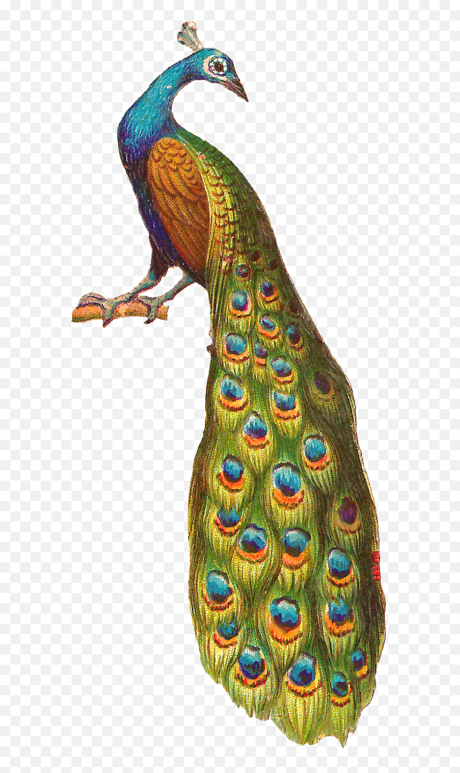 Peacock Png Clipart And Images - Beautiful Peacock Sitting On Branch,Peacock Png