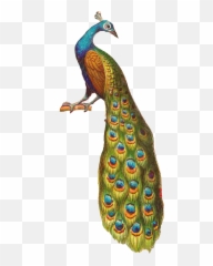 Peacock Png Clipart And Images - Beautiful Peacock Sitting On Branch,Peacock Png
