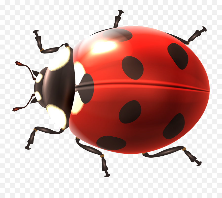 Spring Ladybug Transparent Png